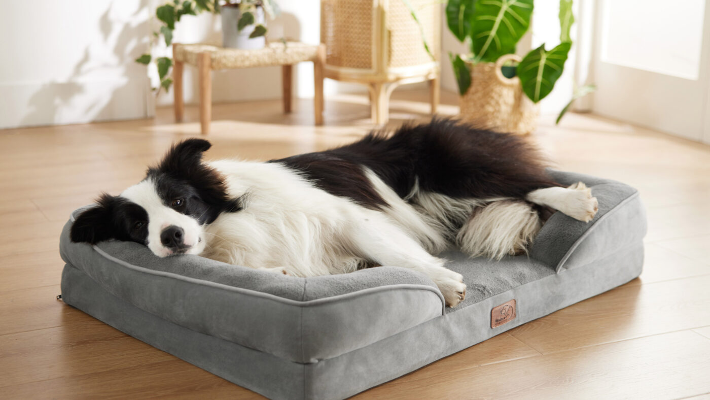 Border Collie on orthopedic bed