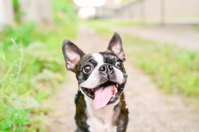 9 Best Freeze Dried Dog Food Brands for Boston Terriers