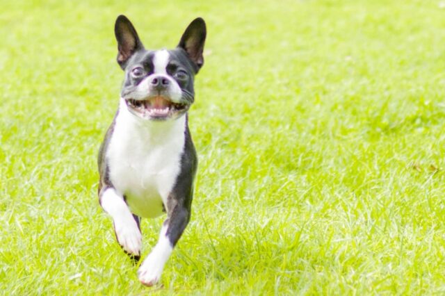 Best invisible dog fence for Boston Terriers