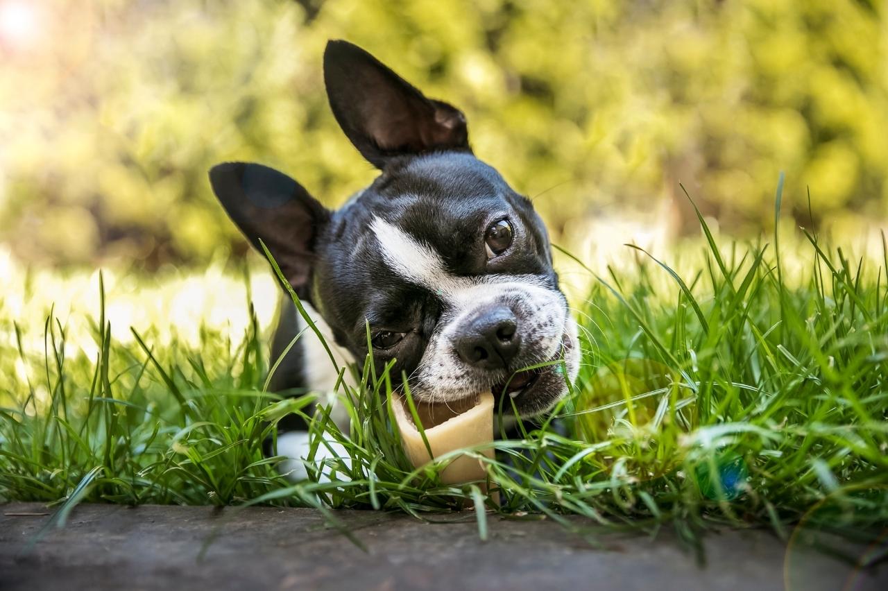 10 Best Bully Sticks for Boston Terriers