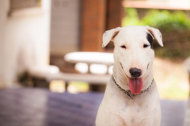 9 Best Freeze Dried Dog Food Brands for Bull Terriers