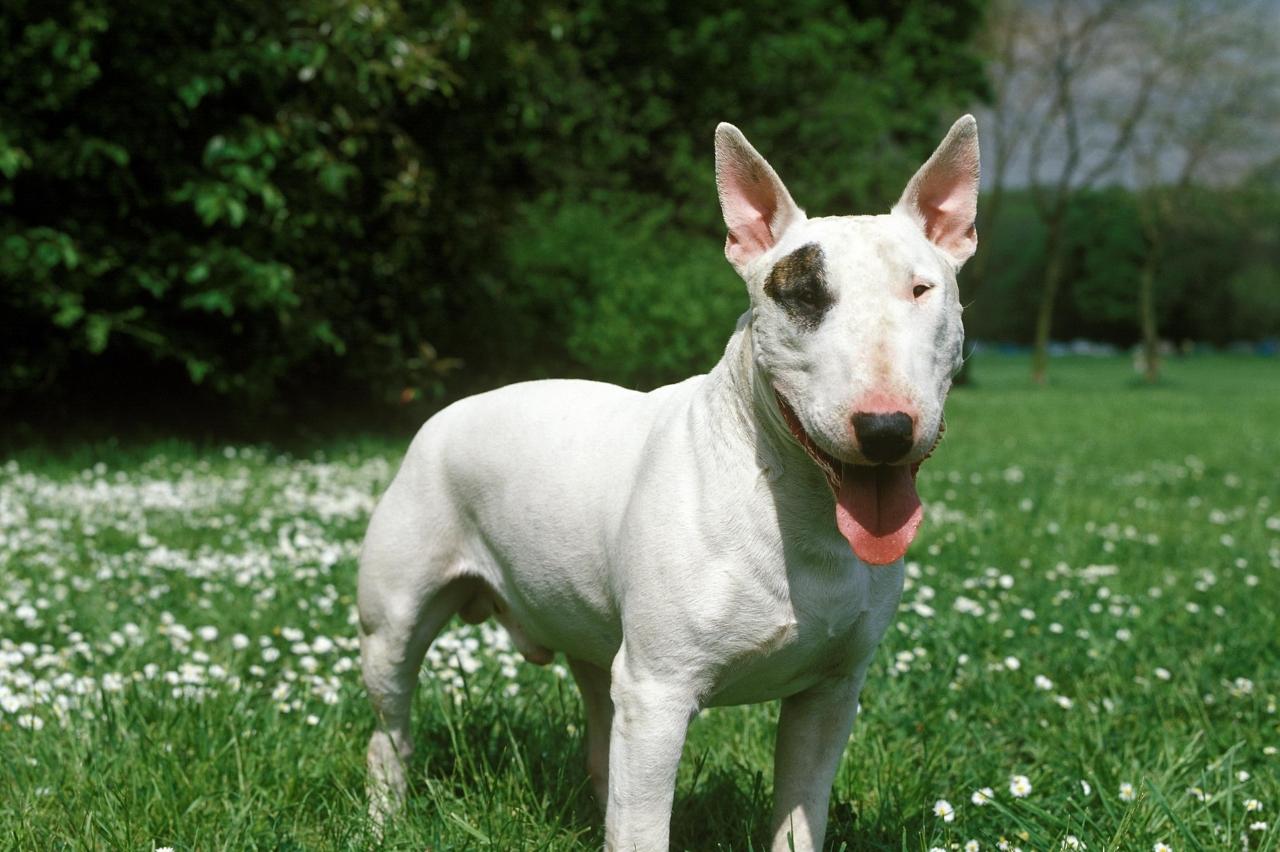 10 Best Invisible Dog Fences for Bull Terriers