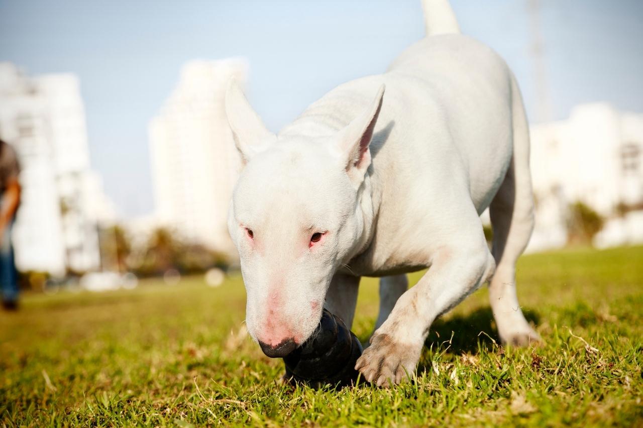 Best bully sticks for Bull Terriers