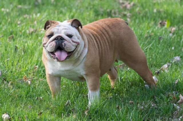 Best freeze dried dog food for Bulldogs