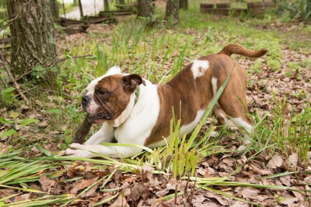 Best bully sticks for Bulldogs