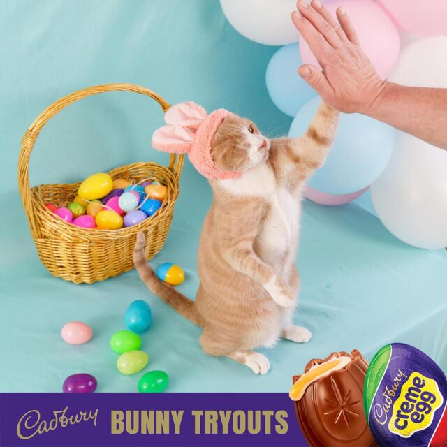 Cadbury Bunny Cat Giving High Fives