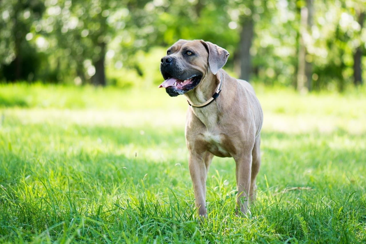 10 Questions for a Cane Corso Owner 