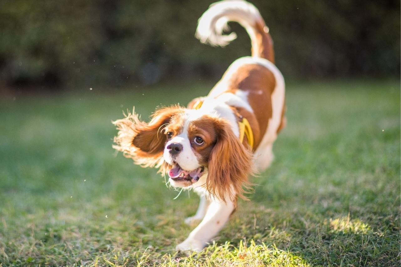 Best invisible dog fence for Cavaliers