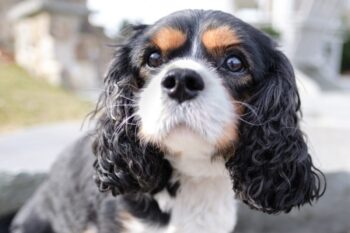 the best snout soother for your Cavalier