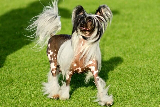 Best invisible dog fence for Chinese Crested Dogs
