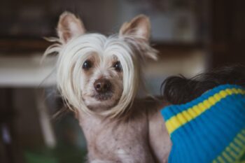 the best snout soother for your Chinese Crested