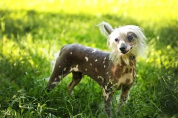 Best bully sticks for Chinese Crested Dogs