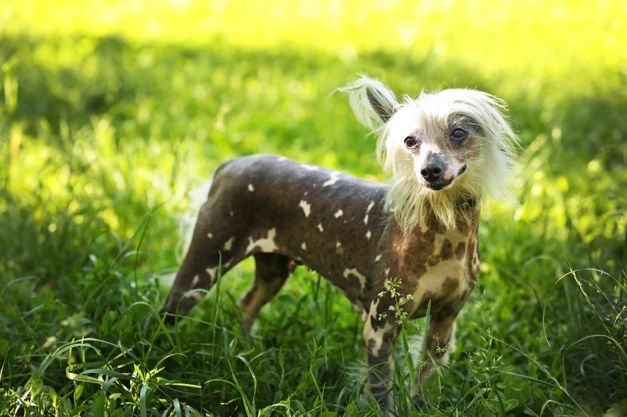 10 Best Bully Sticks for Chinese Crested Dogs