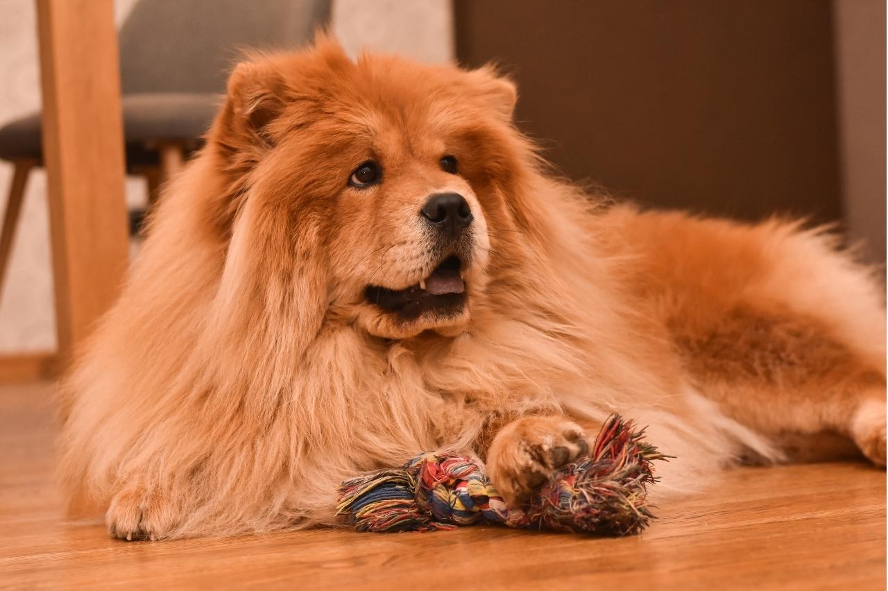 9 Best Freeze-Dried Dog Food Brands for Chow Chows