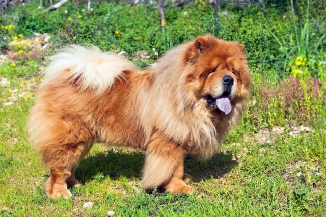 Best invisible dog fence for Chow Chows