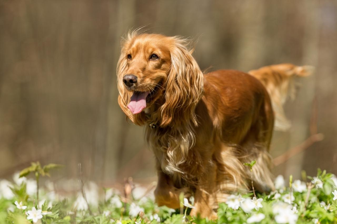 Best freeze dried dog food for Cocker Spaniels