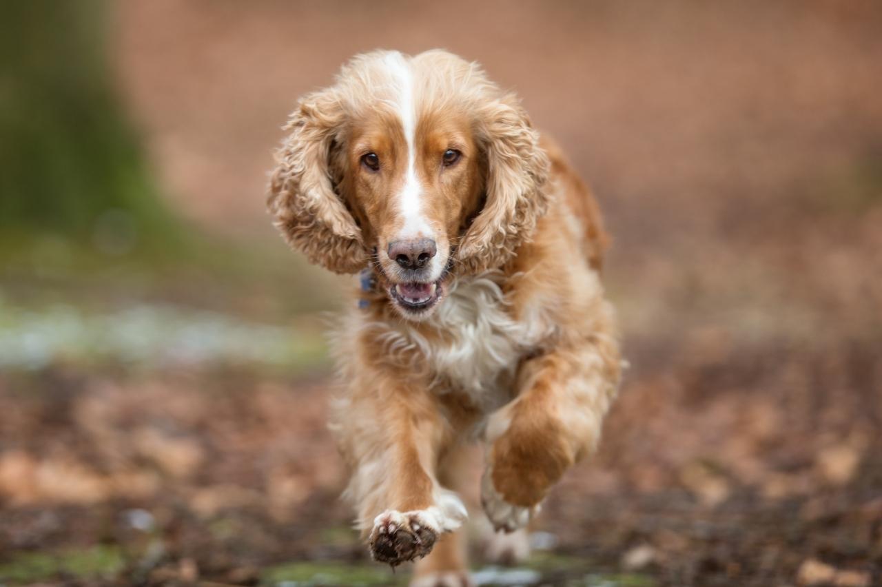 Best invisible dog fence for Cocker Spaniels