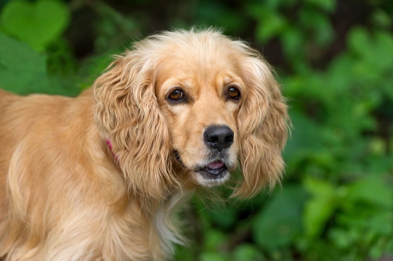 Best bully sticks for Cocker Spaniels