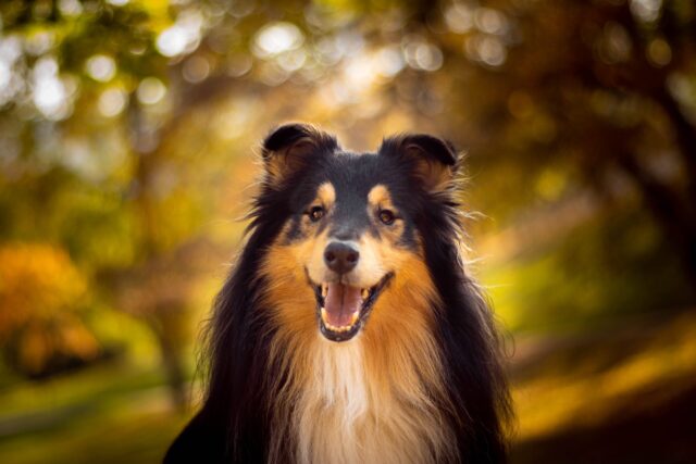 best snout soothers for Collies