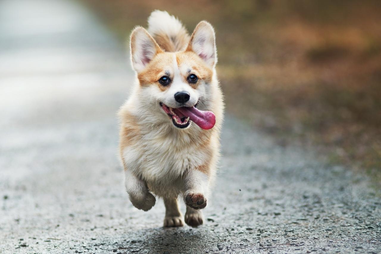 Best invisible dog fence for Corgis