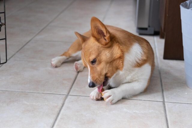 These Are The BEST Chews for Corgis - Stumps and Rumps