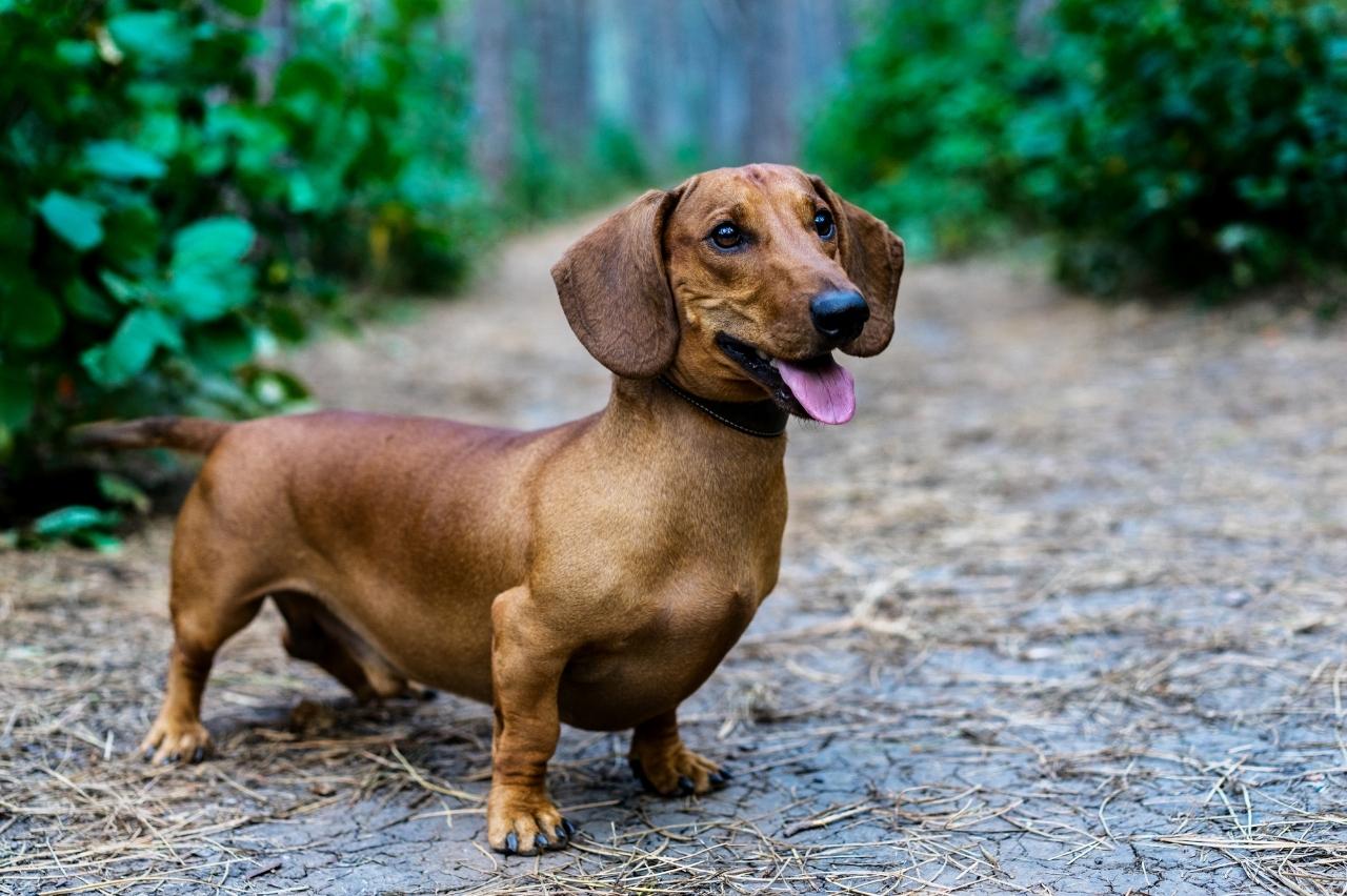 9 Best Freeze-Dried Dog Food Brands for Dachshunds