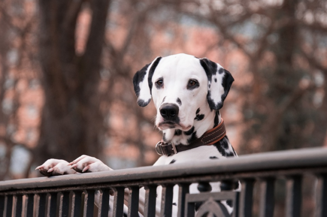 Dalmatian looking over fence