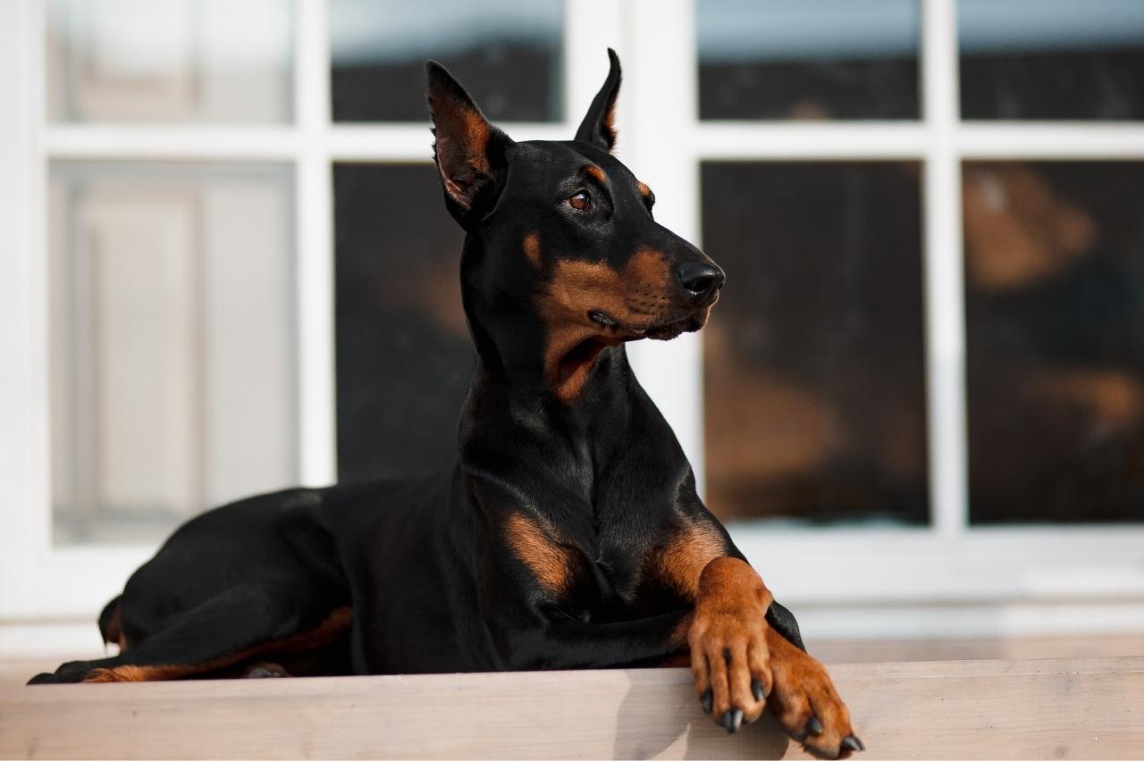 The Best Dehydrated Dog Foods for Dobermans