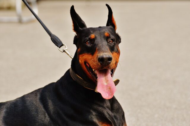 best dog gate for Dobermans