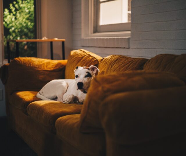 Dog alone on couch