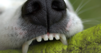 Dog dental chews