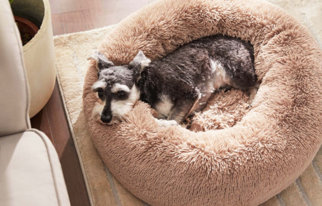 Dog in round fuzzy bed