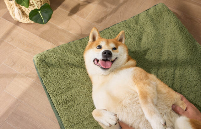 Dog lying on comfortable bed