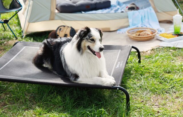 Dog on elevated cooling bed