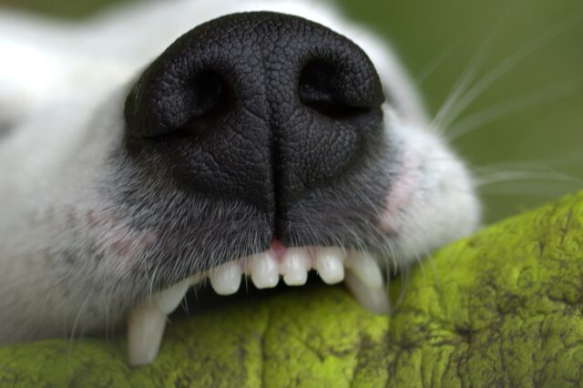 Dog snout and teeth