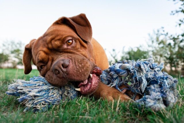 Best bully sticks for Dogue De Bordeaux