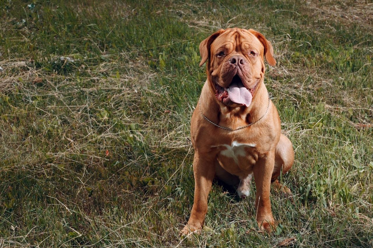 what is the best dog food for a french mastiff