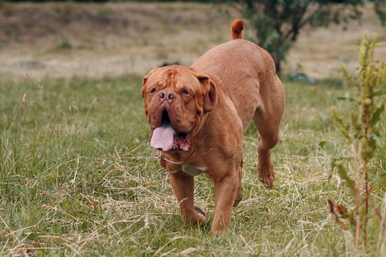 Best invisible dog fence for Dogue De Bordeaux