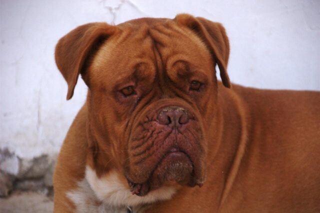 Best dehydrated dog foods for Dogue De Bordeaux