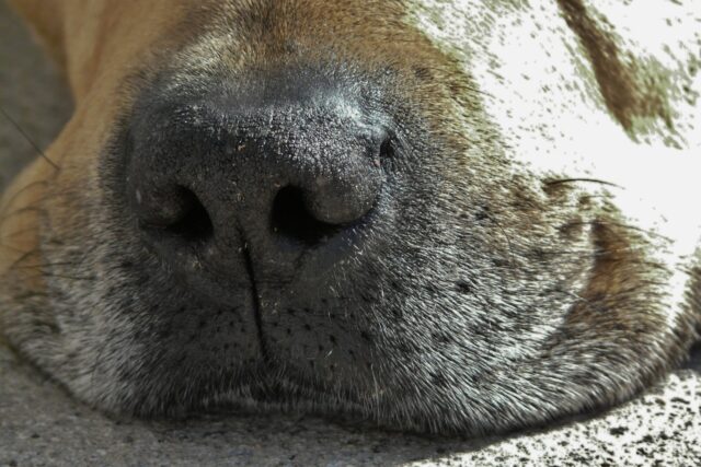 Dry dog nose close-up