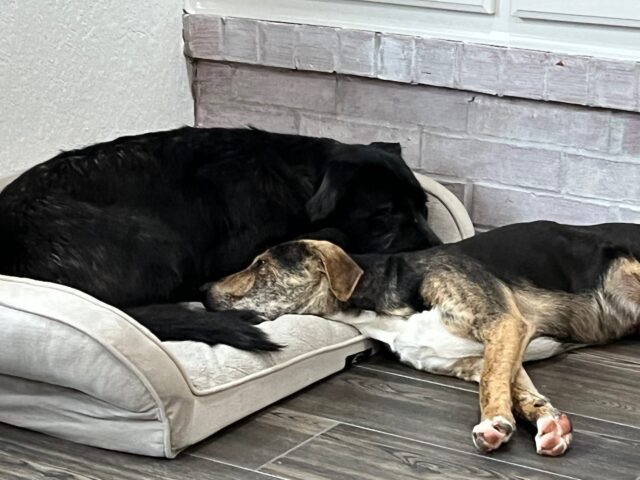 Foster dogs cuddling