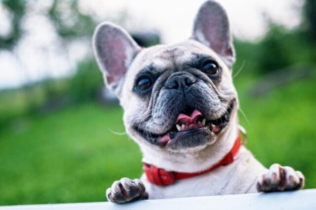 Best freeze dried dog food for French Bulldogs