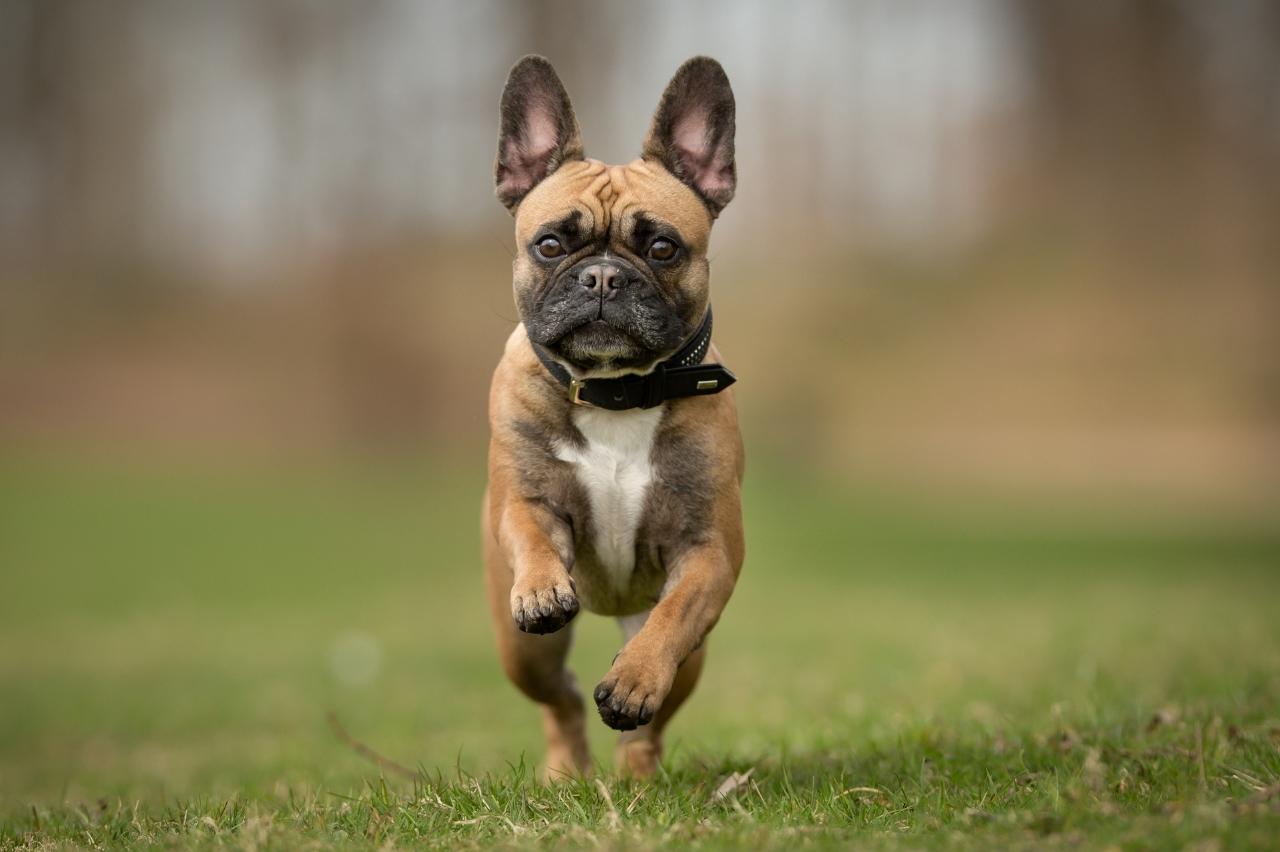 Best invisible dog fence for French Bulldogs