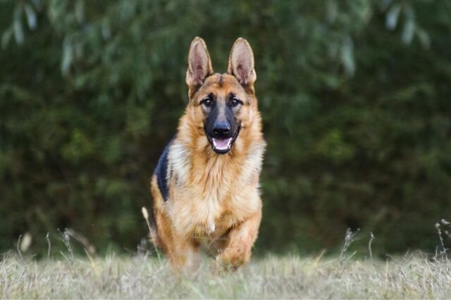 Best invisible dog fence for German Shepherds