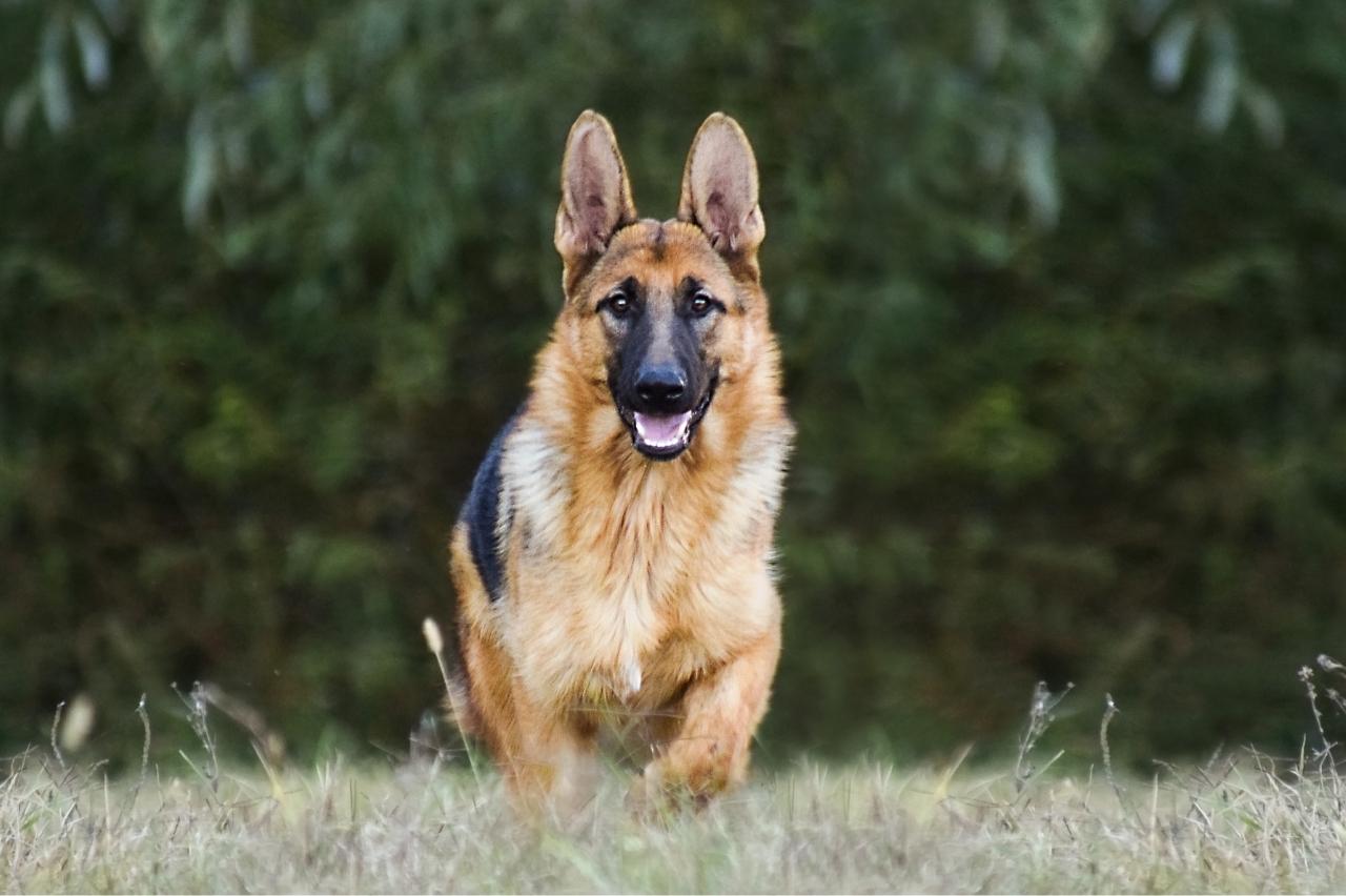At What Age Can A Dog Use An Invisible Fence