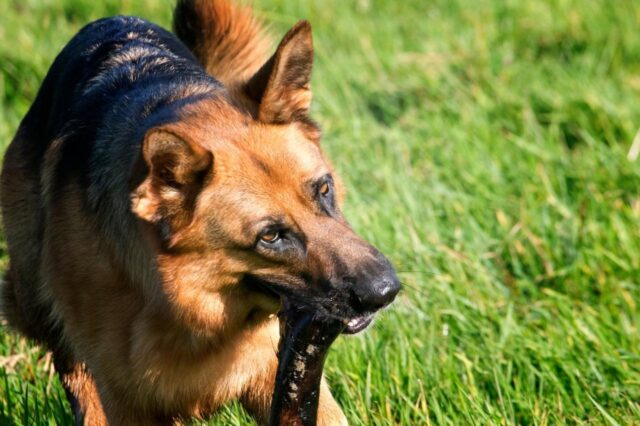 Best bully sticks for German Shepherds