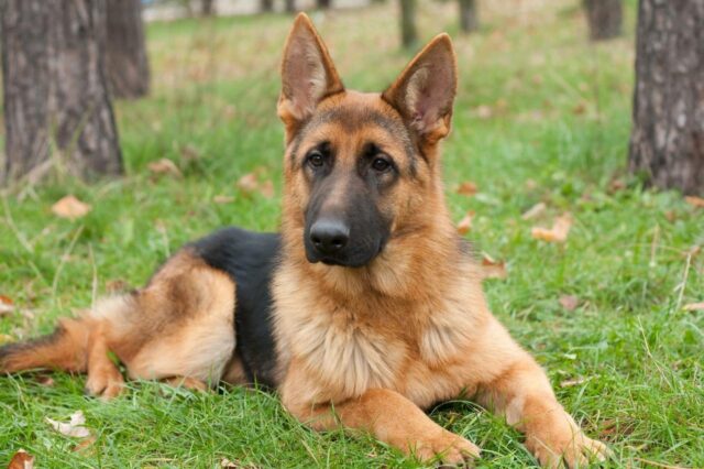 Best dehydrated dog foods for German Shepherds