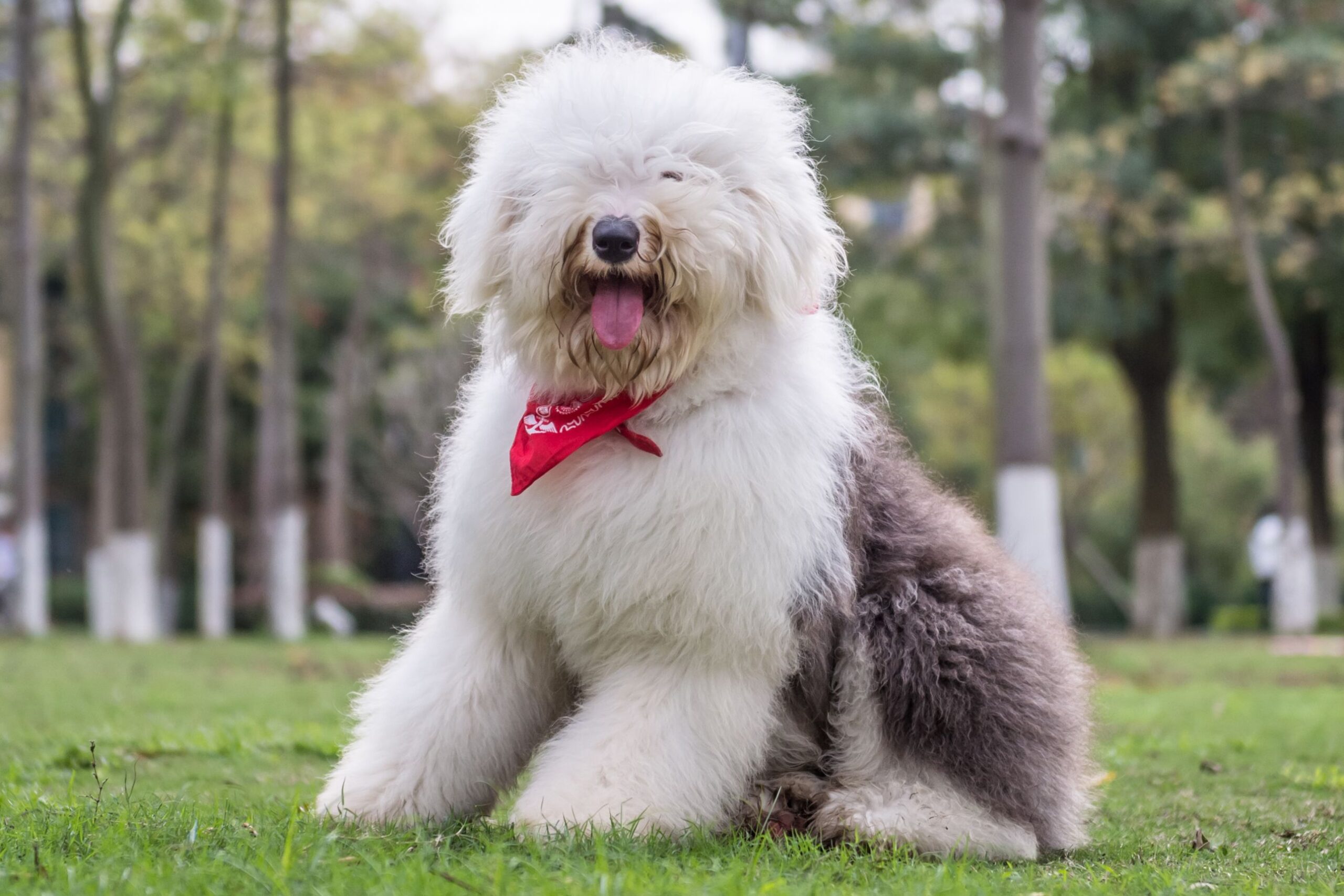 11 Secrets to Make Your Old English Sheepdog Come When Called