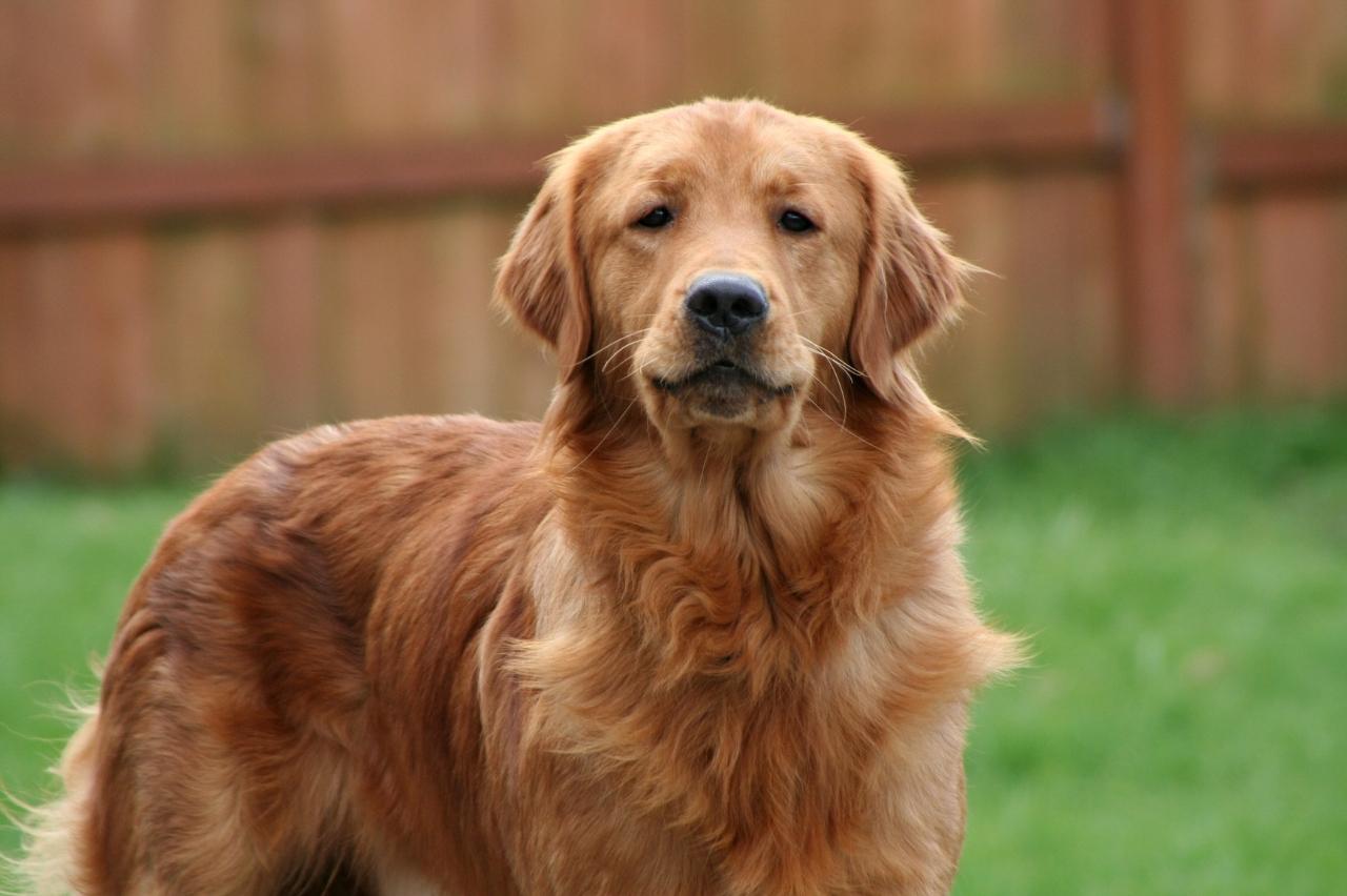 The Best Dehydrated Dog Foods for Golden Retrievers