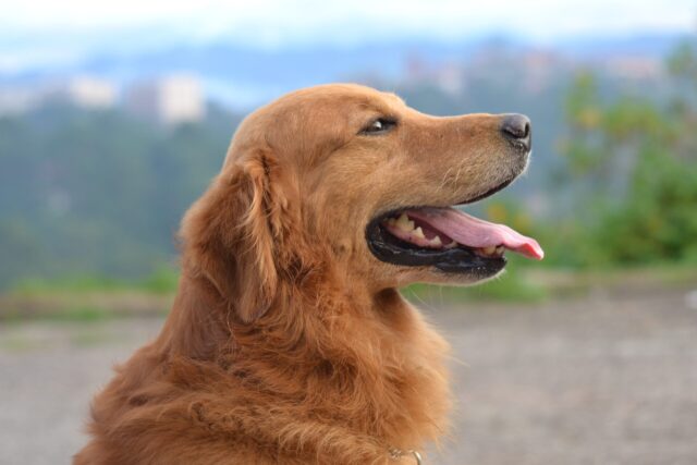 best snout soothers for Golden Retrievers
